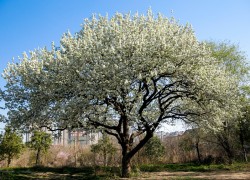 ng官网的国际化与多语言支持情况