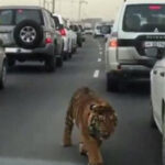 pg问鼎:电竞选手的职业生涯与心理素质 i43qejv0