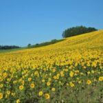 NG28技术的演变历程及其对社会的影响 v218e